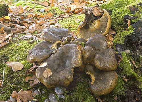 Lactarius turpis